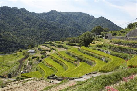 The Timeless Wisdom of the Field: An Ode to Traditional Japanese Farming Practices